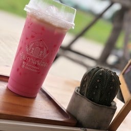 นมเย็น (ชมพู)