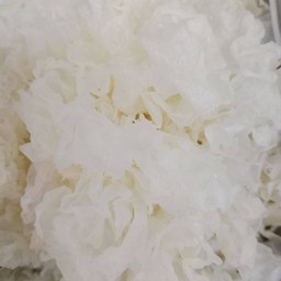 เห็ดหูหนูขาว