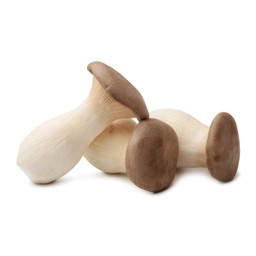 เห็ดนางรมหลวง