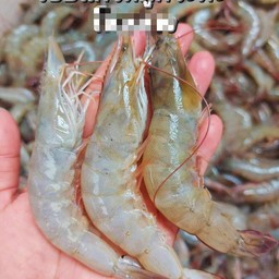 กุ้ง