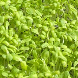 สุกี้โรล by tong