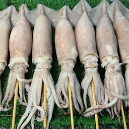 หมึกอาเจนไข่ไซส์ใหญ่ๆ