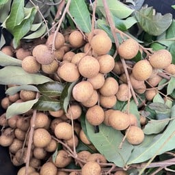 ซาลาเปาเจริญเมือง@แม่โจ้