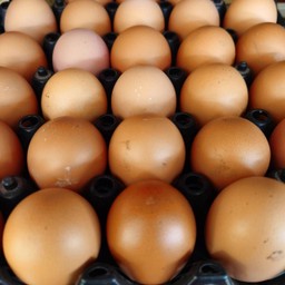 ไข่ไก่สด