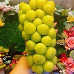 องุ่นเขียวไซมัสคัสแท้ ลูกขนาดจัมโบ้1พวงหนัก 1000-1300 กรัม