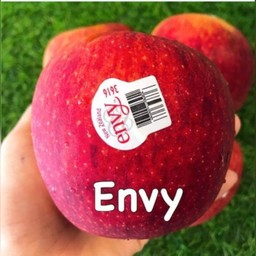 (1ใบ ไซส์30)Envy Apple(NewZealand)ไม่ปอก