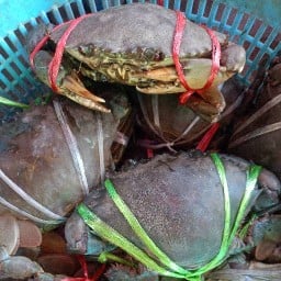 ร้านโอปอขายปูทะเล