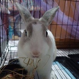 กะเพราในบ้าน