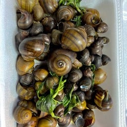 หอยนาสมุนไพร+น้ำจิ้มซีฟู้ด