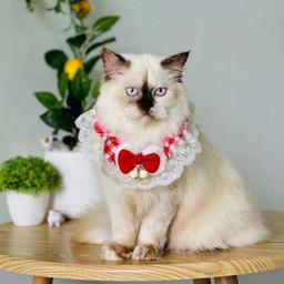 น้องปังปัง