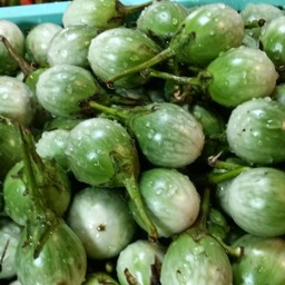 มะเขือเปาะ200กรัม