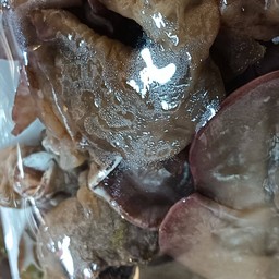 เห็ดหูหนู