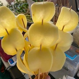 มันฝรั่ง