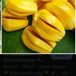 ขนุนพันธุ์เพรชราชาเนื้อหนามากรสชาดหวานน้ำหนัก1/2กิโสกรัมม