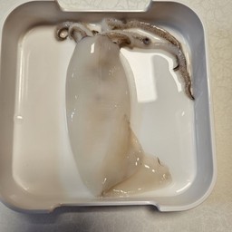 ปลาหมึก1ตัว