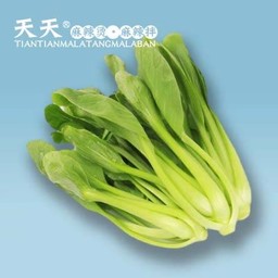 ผักกวางตุ้ง 小棠菜