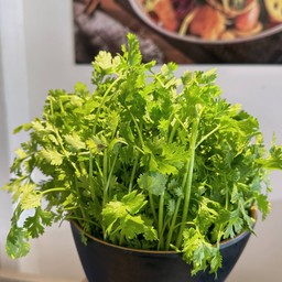ผักชี 香菜