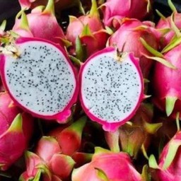 แก้วมังกรภูเรือ  เนื้อขาว 1กิโลกรัม