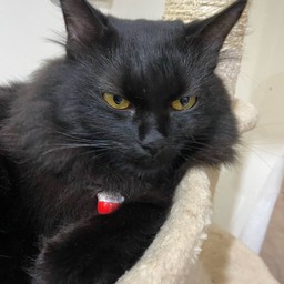 น้อนชูก้า