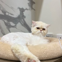 น้อนจุ้บเหม่ง