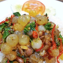 กะเพาไข่ปลาริวกิว กับข้าว .