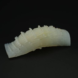 IKA NIGIRI