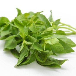 ใบแมงลัก