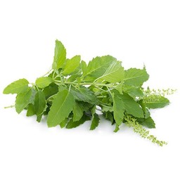 ใบกระเพรา