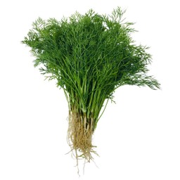 ผักชีลาว