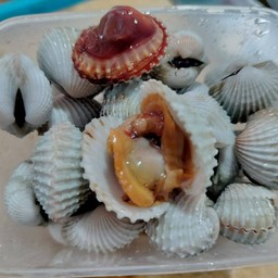 หอยแครง