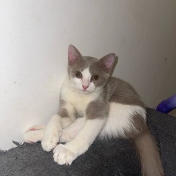 เข้าซอก