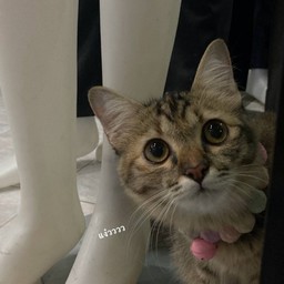 ขนมปังค่ะ (ทิปค่าขนมน้อง)