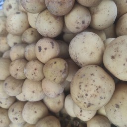 ลองกองตันหยง