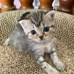 ทริปลูกแมวน้อย ข้าวกล้อง