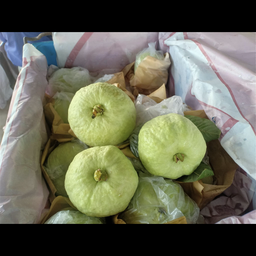 ฝรั่งกิมจู 1kg