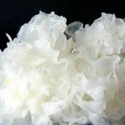 เห็ดหูหนูขาว