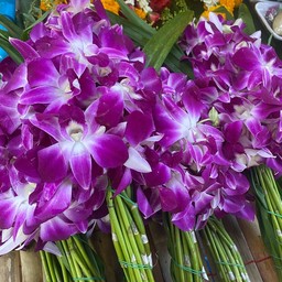 กล้วยไม้กำ