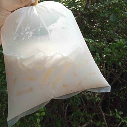 กาแฟโบราณ ลานทรายธชากร