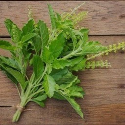 ข้าวกะเพรา