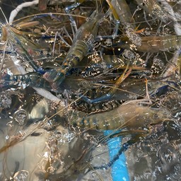 กุ้งเผากิโลละ 460