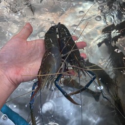 กุ้งเผากิโลละ 360