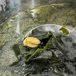 ซุปสาหร่าย