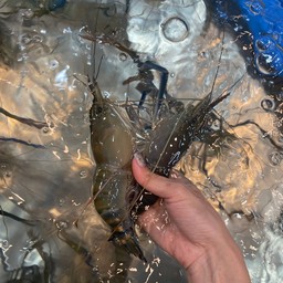 กุ้งเผา 600
