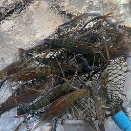 กุ้ง380