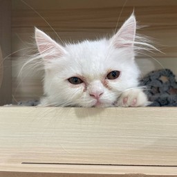 น้องข้าวปุ้นขอขอบคุณทุกคนที่อุดหนุนนะคะ