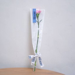 Single Carnation