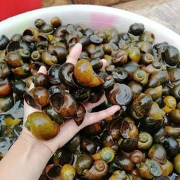 หอยเชอรี่สด ๆ คละไซส์