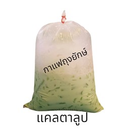 แคนตาลูป