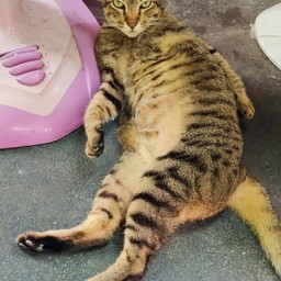 ซื้อปลาทูให้แมวที่ชื่อปลาทู