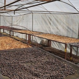 AMERICANO HONEY LEMON